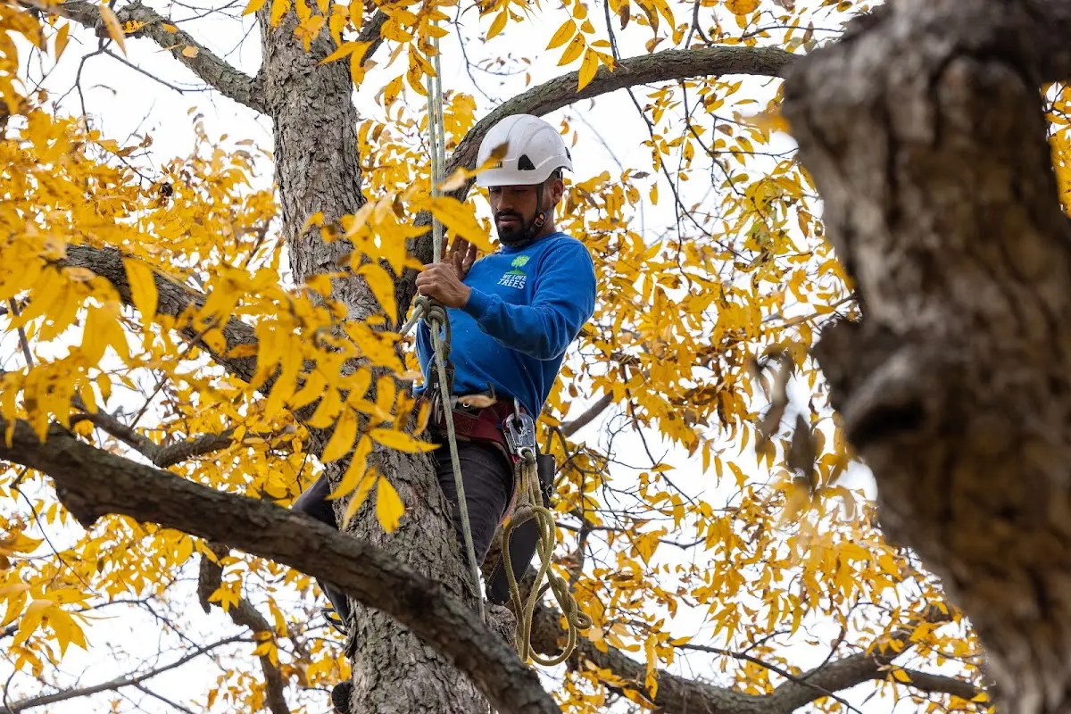 Skilled Tree Transplanting crew working in Cross Plains
